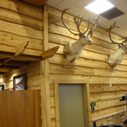 Cabela's